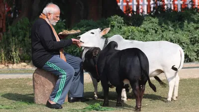pm मोदी ने जिन छोटी गायों को चारा खिलाया  वो गजब की सुंदर…पर कीमत जानकर सिर पकड़ लेंगे