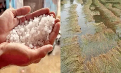 राजस्थान में एक दर्जन से अधिक स्थानों पर बारिश के साथ गिरे ओले  कई जगह गिरा पारा  दो दिन बाद फिर आएगा नया विक्षोभ 