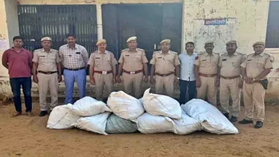 dausa news   गेहूं की फसल की आड़ में गांजे की खेती  पुलिस ने एक करोड़ रुपए का मादक पदार्थ किया जब्त