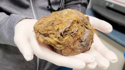 खुदाई में मिली जीवाश्म गेंद  निकली 30 हजार साल पुराने जीव की ममी