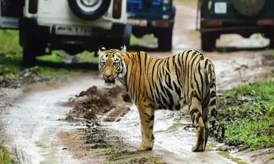 राजस्थान में बढ़ेगा बाघों का कुनबा  करौली और धौलपुर में टाइगर रिजर्व को मिली ntca की मंजूरी