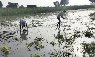 प्रदेश में फिर बदला मौसम  नया वेदर सिस्टम एक्टिव होने से जयपुर सहित कई जिलों में बारिश  बीकानेर राजसमंद में गिरे ओले