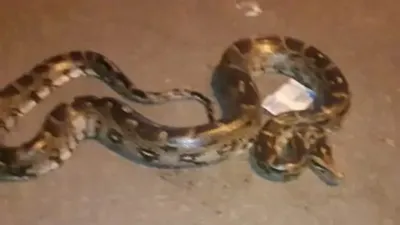 snake viral video  कोटा के सरस डेयरी में 10 फीट लंबा अजगर देख अधिकारियो के उड़े होंश