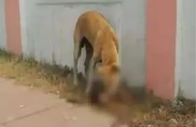 जयपुर में फिर मिला मानव भ्रूण  खाली प्लाट में पड़े कचरे में फेंक गए परिजन  आवारा कुत्तों ने नोंच खाया सिर