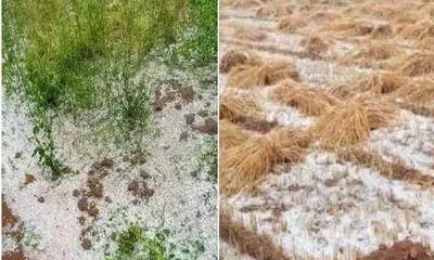 किसान के अरमानों पर आंधी व बारिश के साथ गिरे ओले  24 जिलों में फसल खराब  जानें आज कैसा रहेगा मौसम का मिजाज 