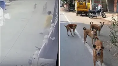 राजस्थान में खूंखार हो रहे आवारा कुत्ते  जोधपुर में झुंड ने दो बच्चों पर किया हमला   जयपुर में युवती को काटा