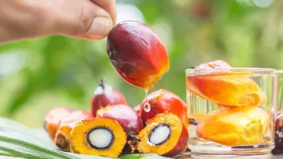 सेहत के लिए खतरनाक है palm oil जाने कैसे आपके शरीर को खराब कर रहा है ये तेल