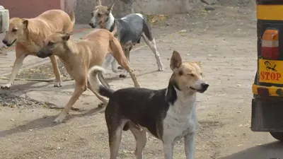 जयपुर में आवारा कुत्तों का आतंक  पहले महिला को काटा  अब श्मशान से  भ्रूण  को निकाल कर नोंच खाया