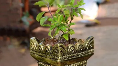 जानिए कितनी लाभदायक है तुलसी  2 से 3 वर्ष तक ही हरी रहती है इसकी पत्तियां  