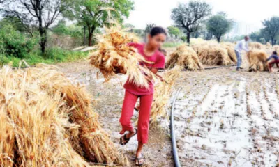 बेमौसम बारिश से 6 24 लाख हेक्टेयर में फसलें तबाह  राजस्थान में कल से फिर बरसात ओलावृष्टि का अलर्ट