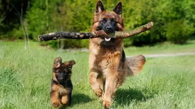 पशुओं की रक्षा करने वाला कुत्ता है जर्मन शेफर्ड  संयुक्त राज्य की तीसरी सबसे अधिक लोकप्रिय कुत्ते की नस्ल