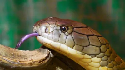 snake bite   रेव पार्टियों में सांपों के जहर से परोसा जाता है नशा  स्नैक बाइट से 5 दिन तक धुत रहता है इंसान