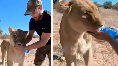 पानी का देखकर दौड़ा चला आया बब्बर शेर  युवक ने बोतल से पिलाया पानी  वायरल हुआ video