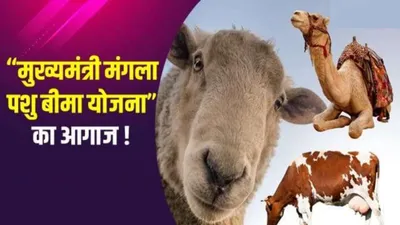 जल्द ही धरातल पर उतरेगी मुख्यमंत्री मंगला पशु बीमा योजना  21 लाख पशुओं को होगा फायदा  400 करोड़ रुपये होंगे खर्च