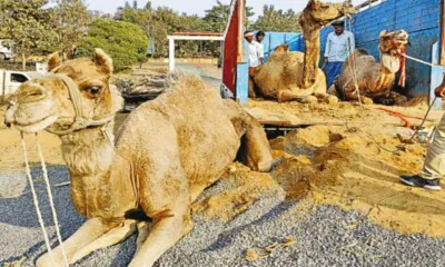 गौ तस्करी का अड्डा बने अलवर में अब ऊंटों की तस्करी  एक ऊंट सहित 4 बच्चों को कराया मुक्त  2 आरोपी अरेस्ट