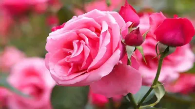 गुलाब के फूल बिन अधुरी कवियों की रचना  शिव पुराण में भी मिलता है इसका वर्णन