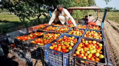 पाला पड़ने से चौपट हुई किसानों की मेहनत  गोभी 5  मटर 10 और टमाटर बिक रहा है 2 रुपए किलो के भाव