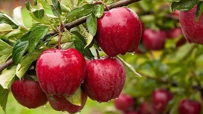 सिकंदर महान ने की सेब की खोज  देवताओं द्वारा दिया गया उपहार है यह फल 