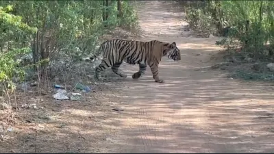 सरिस्का अभ्यारण्य में बाघिन st 19 के दो शावकों की अठखेलियां  रोमांचक नजारा देखने को अचानक बढ़ी पर्यटकों की संख्या