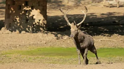 वन कर्मियों की हड़ताल का इफेक्ट  जयपुर में मासूम की मौत के बाद अब कोटा में बारहसिंगा ने गंवाई जान