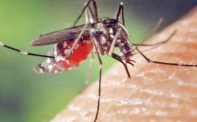 research on malaria   विशेष गंध से आकर्षित होते हैं मच्छर