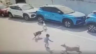 आवारा कुत्तों का शिकार बना 4 साल का मासूम  सड़क पर घसीटकर नोंच डाला शरीर  वीडियो आया सामने