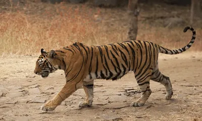 सरिस्का टाइगर रिजर्व में फिर बढ़ा बाघों का कुनबा  बाघिन t 134 रणथम्भौर से सरिस्का में शिफ्ट
