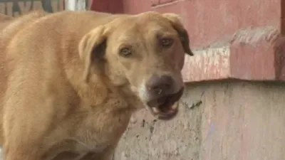 भीलवाड़ा में स्ट्रीट डॉग का आतंक  मां के सामने आवारा कुत्ते ने बच्ची को नोंच नोंचकर खाया