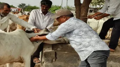 लम्पी से मृत दुधारू गायों का सरकार देगी मुआवजा  पशुपालन विभाग के पास रिकॉर्ड नहीं  अब आंकड़े जुटाने में लगा विभाग  