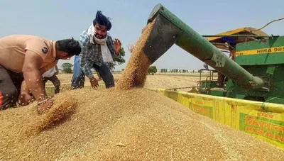 फ्री गेहू ले रहे एक करोड से ज्यादा परिवारों की सरकार क्यो करवा रही जांच जानिए क्या आप भी आते है इसके दायरे में