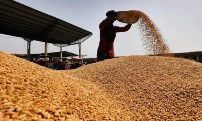 किसानों के लिए राहत  मौसम की मार से गेहूं की क्वालिटी पर असर  नियमों में छूट