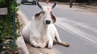 बाड़मेर  गाय को बचाने के चक्कर में फिसल गई बाइक  दो चचेरे भाईयों की दर्दनाक मौत