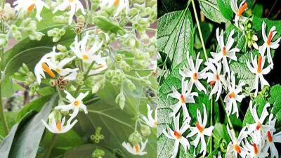 हरसिंगार का पौधा है मां लक्ष्मी को प्रिय लाता है सुख सौभाग्य