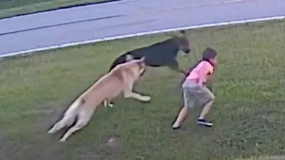 dog saves a boy   पालतू डॉगी ने दूसरे कुत्ते से बचाई मालिक के बेटे की जान  वीडियो हुआ वायरल