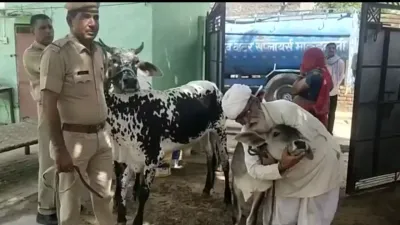 दुर्लभ है ये प्रेम कहानी  चोरी हुई गाय को वापस पाने के लिए सिस्टम से लड़ा 70 साल का किसान  dna टेस्ट से मिला मालिकाना हक