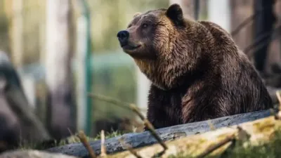 पेड़ों पर चढ़ जाते थे ‘निंबाडोन’ भालू  1 5 करोड़ साल पुराने जीवाश्म से खुलासा
