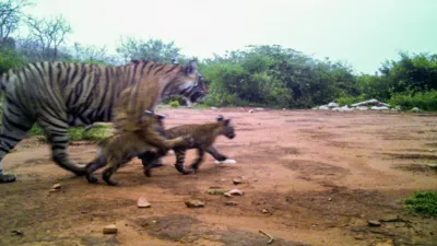 सरिस्का से आई खुशखबरी…गूंजी किलकारियां  बढ़ा बाघों का  कुनबा 