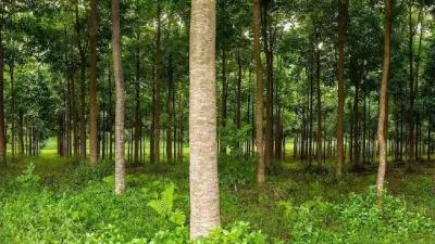 सबसे मजबूत लकड़ी है महोगनी  5 साल में एक बार बीज देता है यह वृक्ष