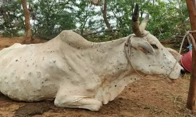 lumpy skin disease   पूर्वी राजस्थान में लंपी का कहर   बीमार पशुओं की बढ़ी तादाद