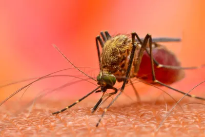 dengue virus  प्रदेश में डेंगू वायरस पसार रहा पैर  जयपुर और उदयपुर में दिख रहा सबसे ज्यादा डेंगू का असर