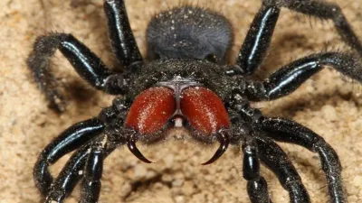 वैज्ञानिकों को मिली विशालकाय मकड़ी की नई प्रजाति  ऑस्ट्रेलिया में खोजी गई ट्रैपडोर स्पाइडर 
