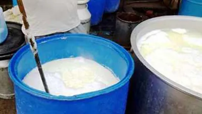 jaipur  सिंथेटिक दूध का काला कारोबार  डेयरी चेयरमैन ने असली बताया पर सैंपल फेल  केस दर्ज