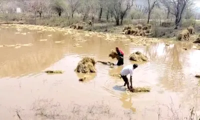 किसानों पर आसमान से फिर बरसी आफत  खेतों में रही सही उम्मीद भी टूटी… श्रीगंगानगर  भरतपुर व अलवर में ओलावृष्टि