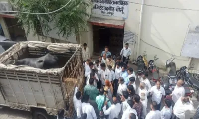 जयपुर में अजब गजब वाकया… भैंस की कोर्ट में पेशी  गवाह लोडिंग गाड़ी में लाए  जानें क्या है पूरा मामला 